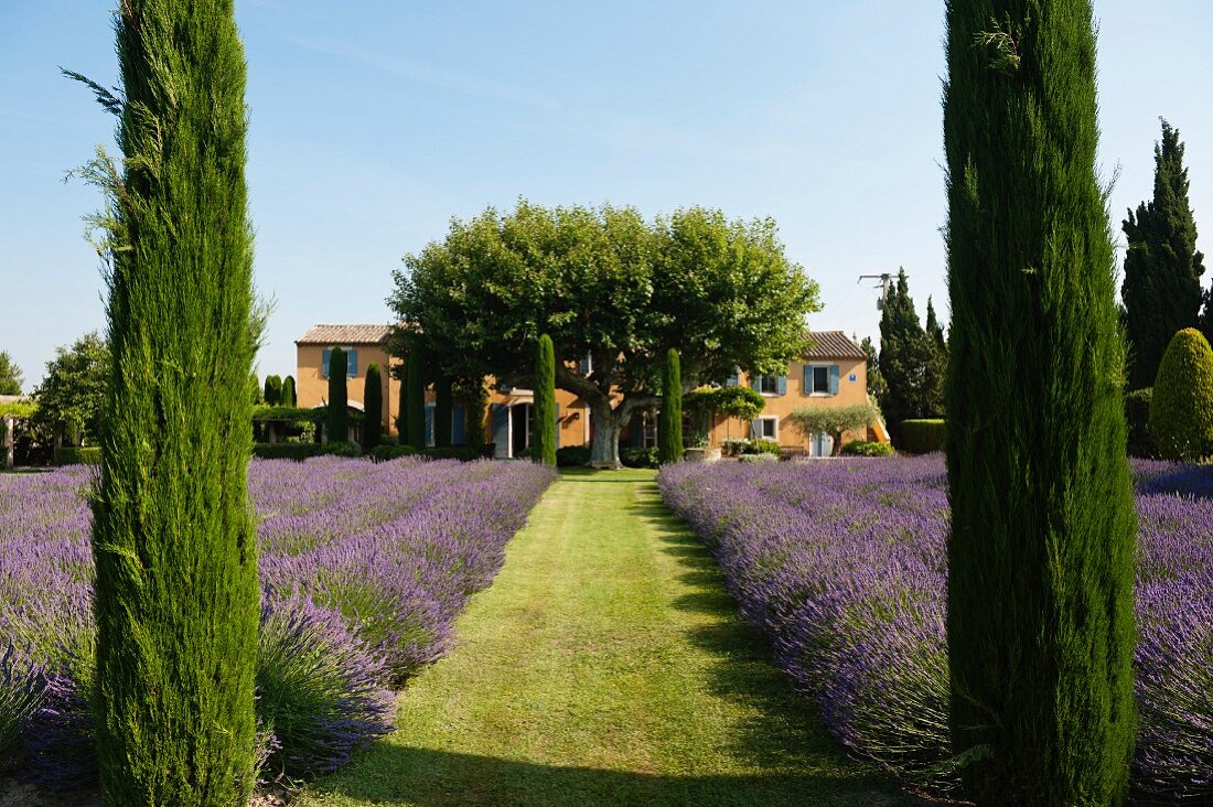 Grass path lined with lavender and cypress trees leading to a provencal farmhouse