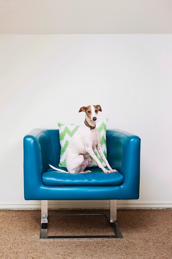 Hund posiert in blauem Fifities Sessel