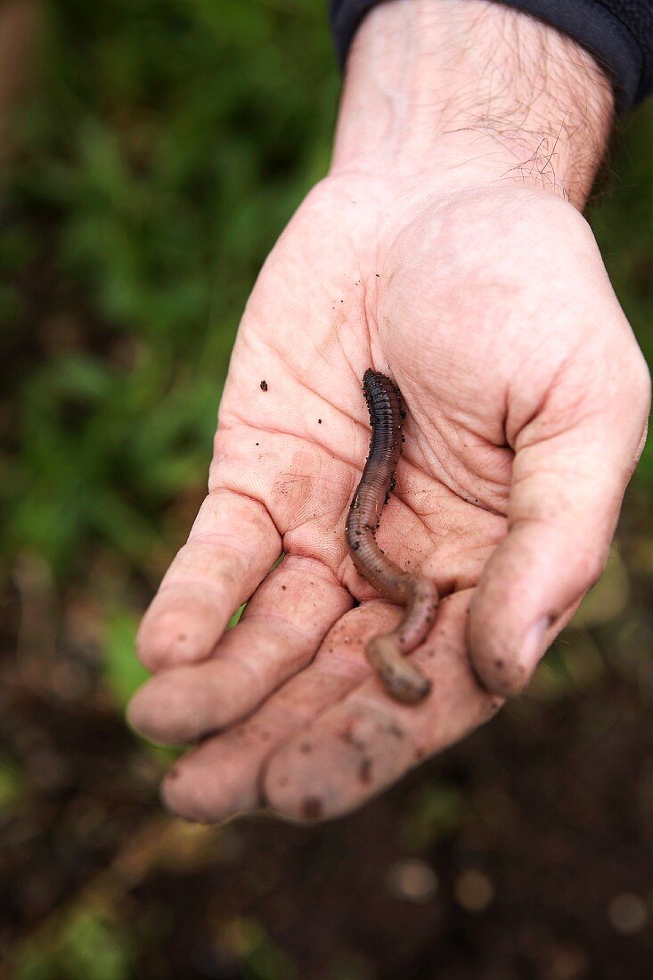 An earthworm in a man's hand
