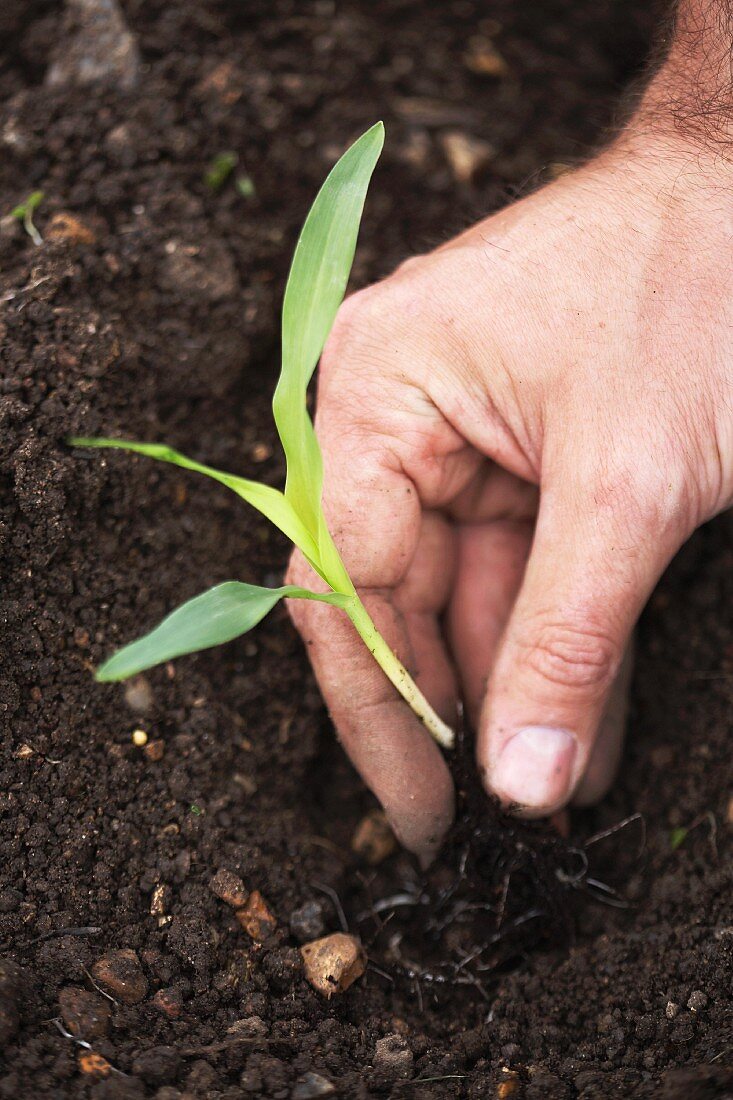 A man planting a corn seedling in the ground