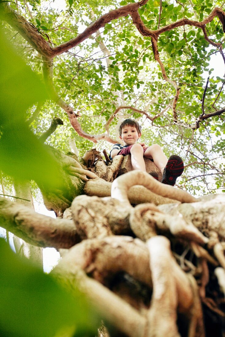 A boy sitting in a tree