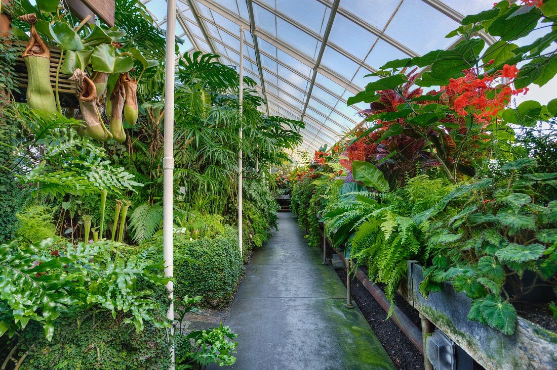 Tropische Pflanzen im öffentlichen Gewächshaus in Seattle
