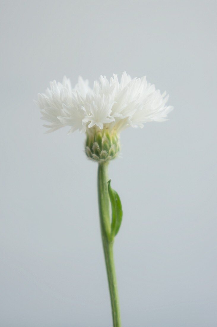 Eine weiße Kornblume