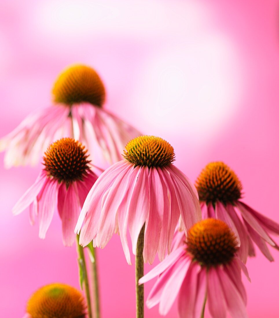 Purpur-Sonnenhut (Echinacea Purpurea)