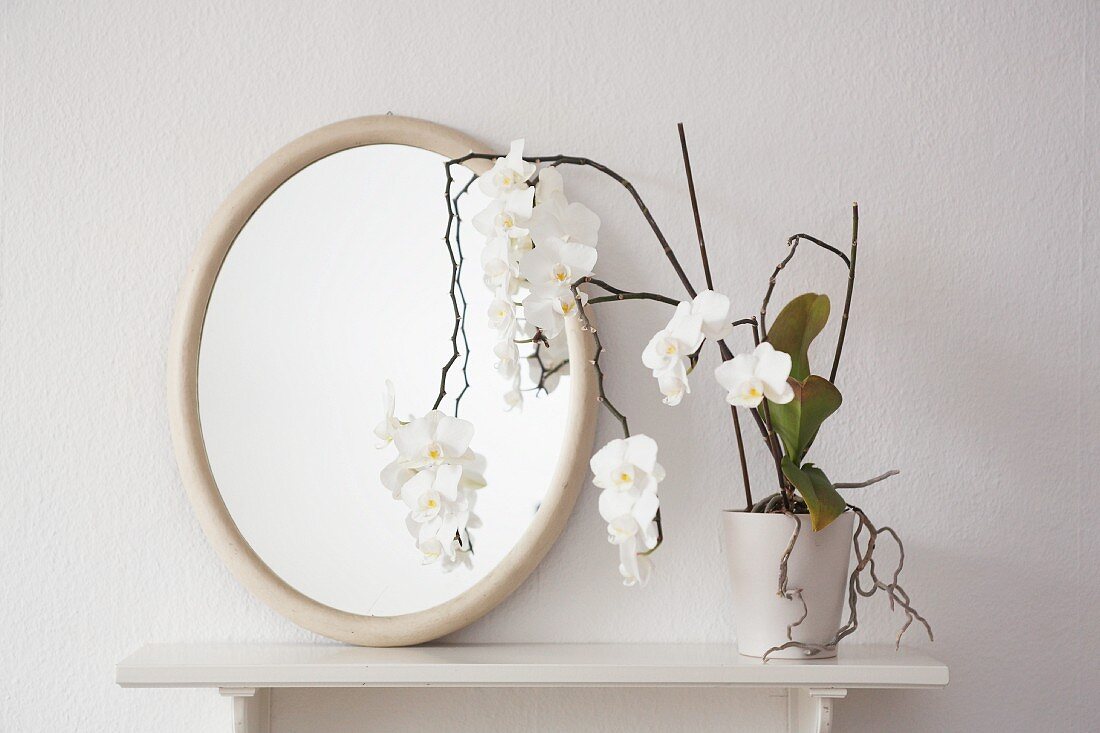 A white orchid and an oval mirror on a shelf
