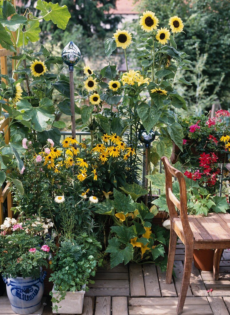 Sommerblumen und Gemüse in Töpfen auf Terrasse
