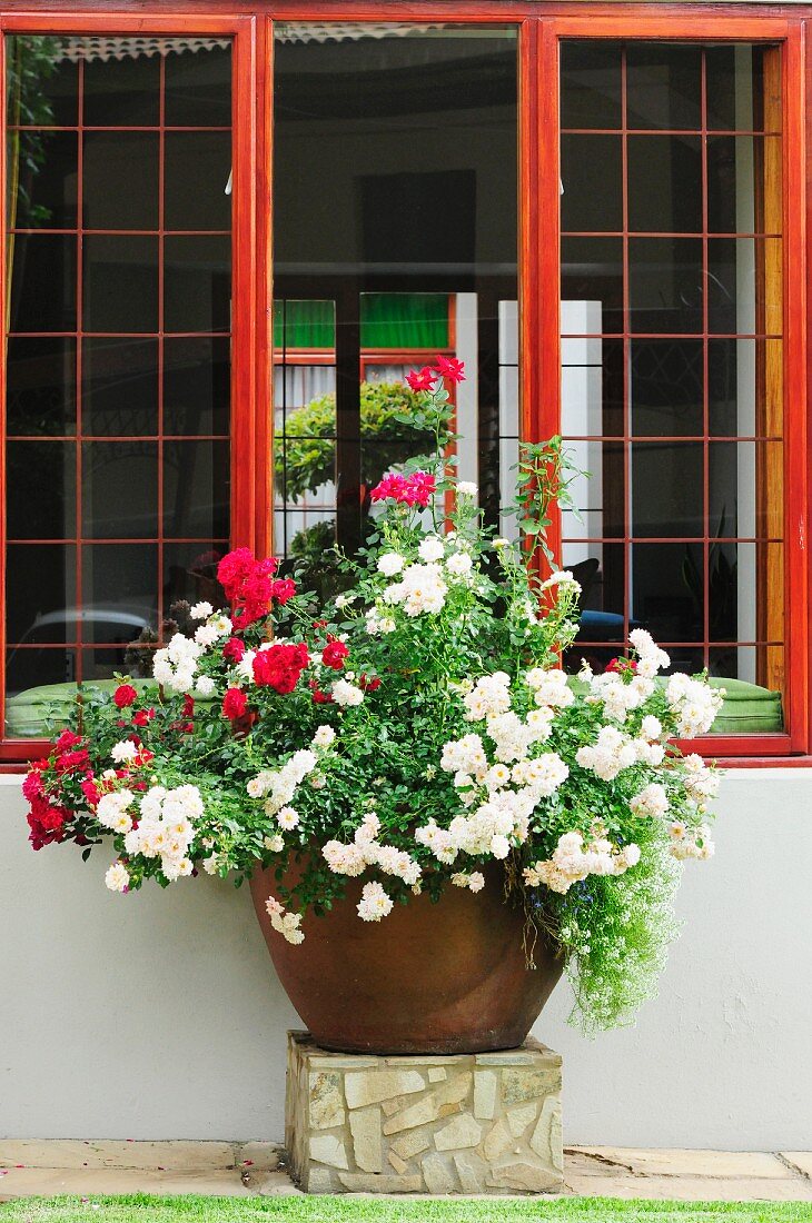White and red flowering plants in pot on stone plinth below mahogany window