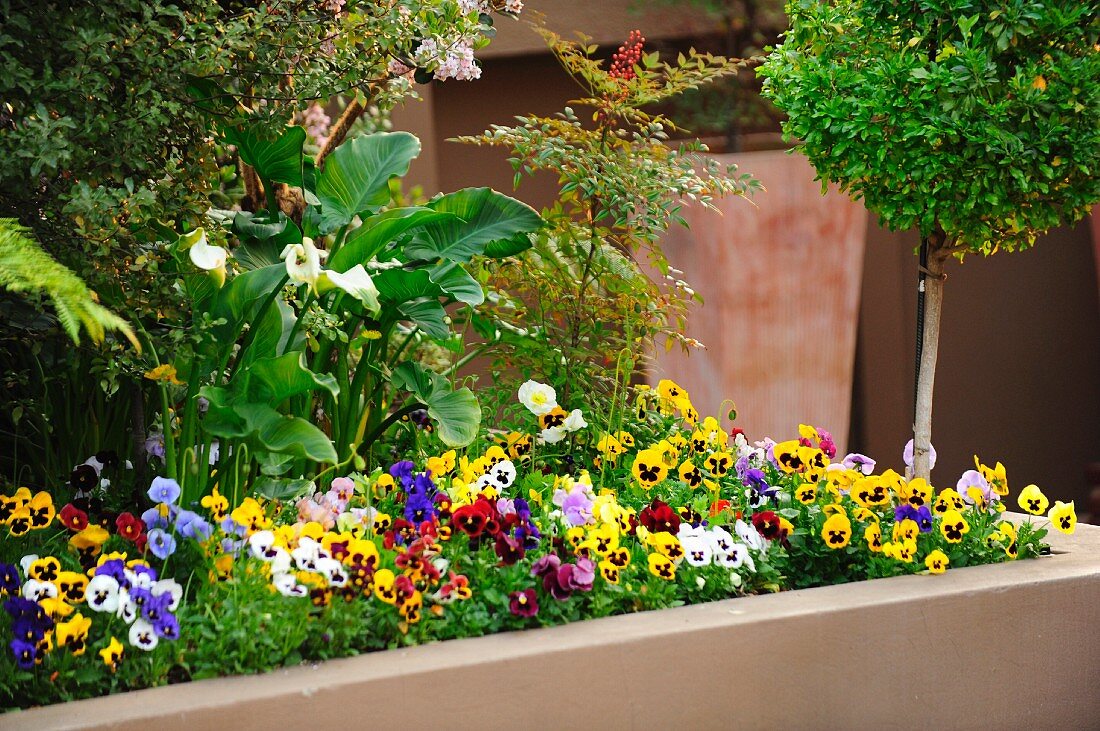 Raised masonry bed of violas with flowering calla lilies and small box tree