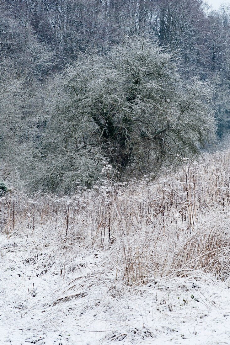 Wintery hoarfrost in woodland clearing