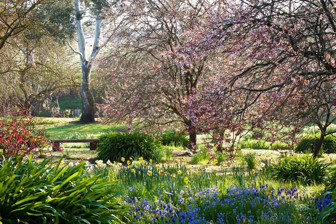 Rosa blühender Frühlingspark mit Osterglocken und blauen Traubenhyazinthen im Vordergrund