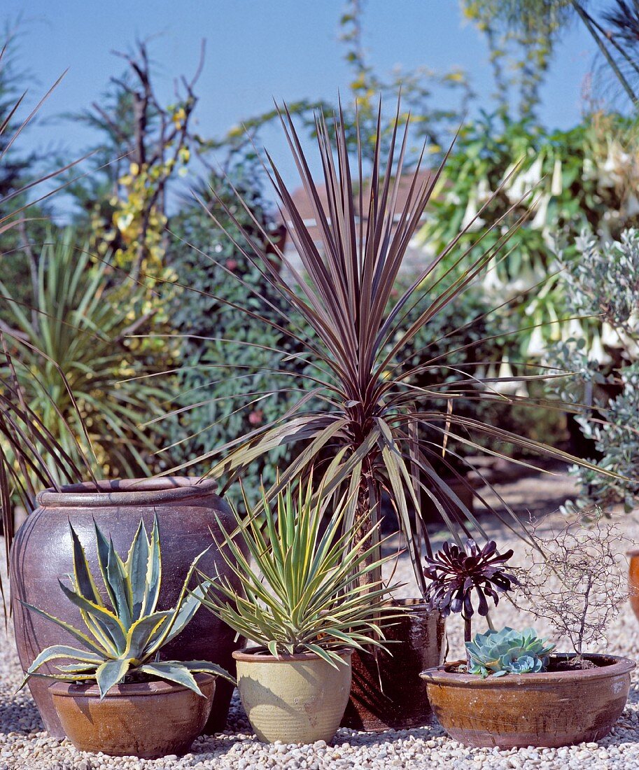 Trockenheitsliebende Pflanzen: Keulenlilie (Cordyline Australis), Graue Palmlilie (Yucca aloifolia)