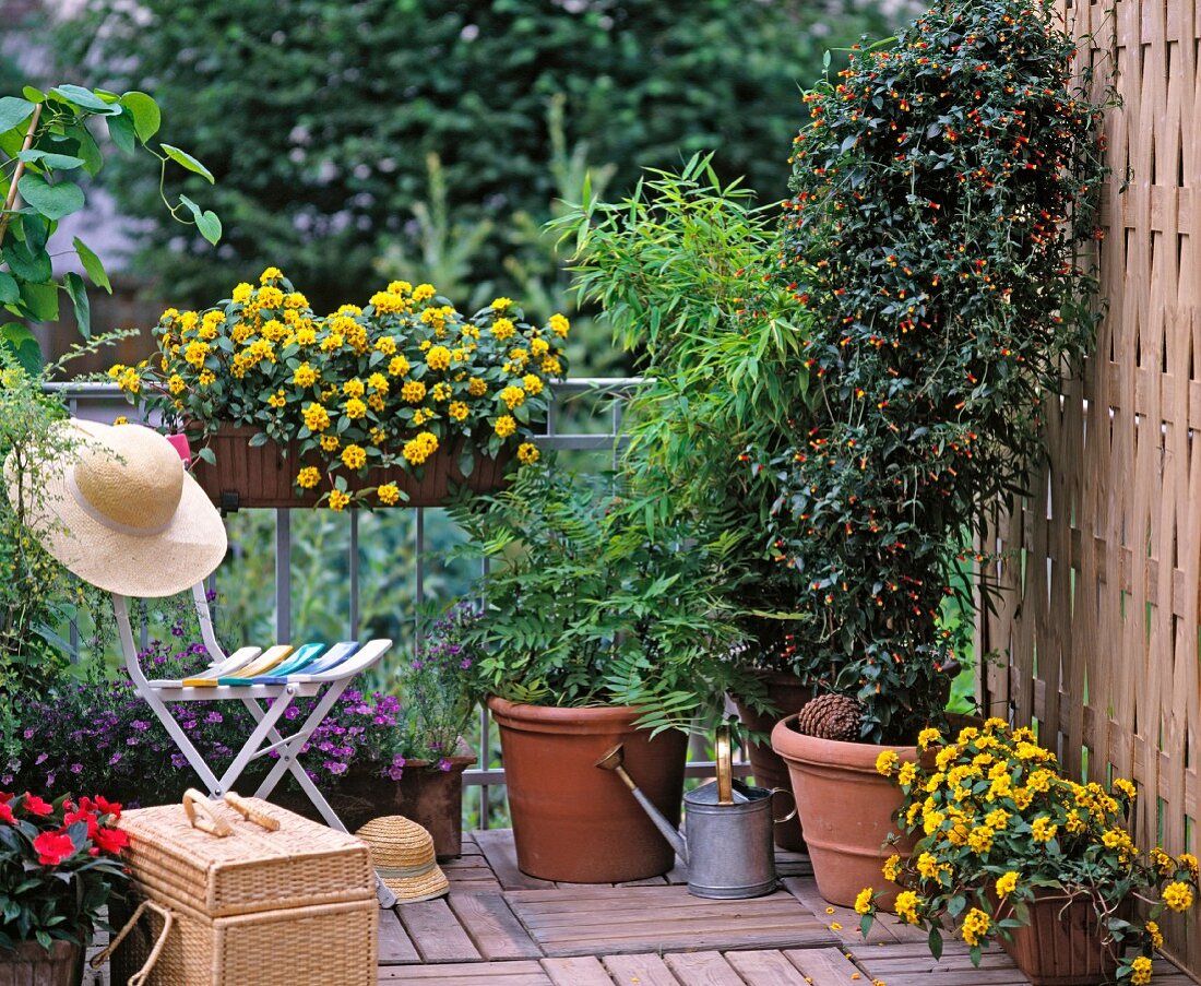 Lauschiger Balkon mit prächtigen, gelben Blüten und großen Topfpflanzen in einer Ecke
