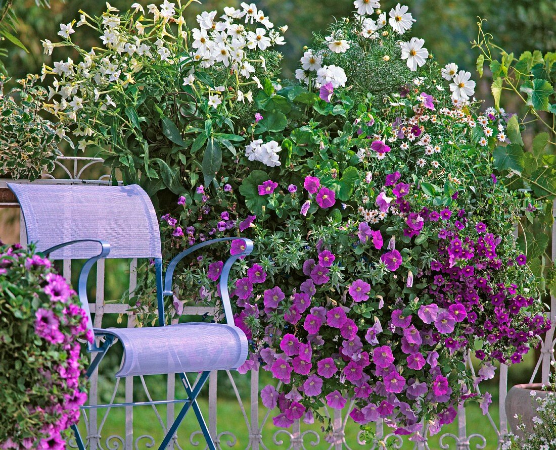 Blühende Petunien neben einem Stuhl auf einem Balkon