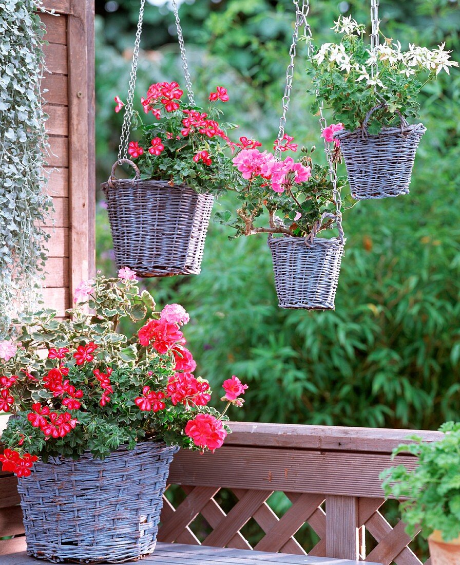 Various geraniums in vintage baskets