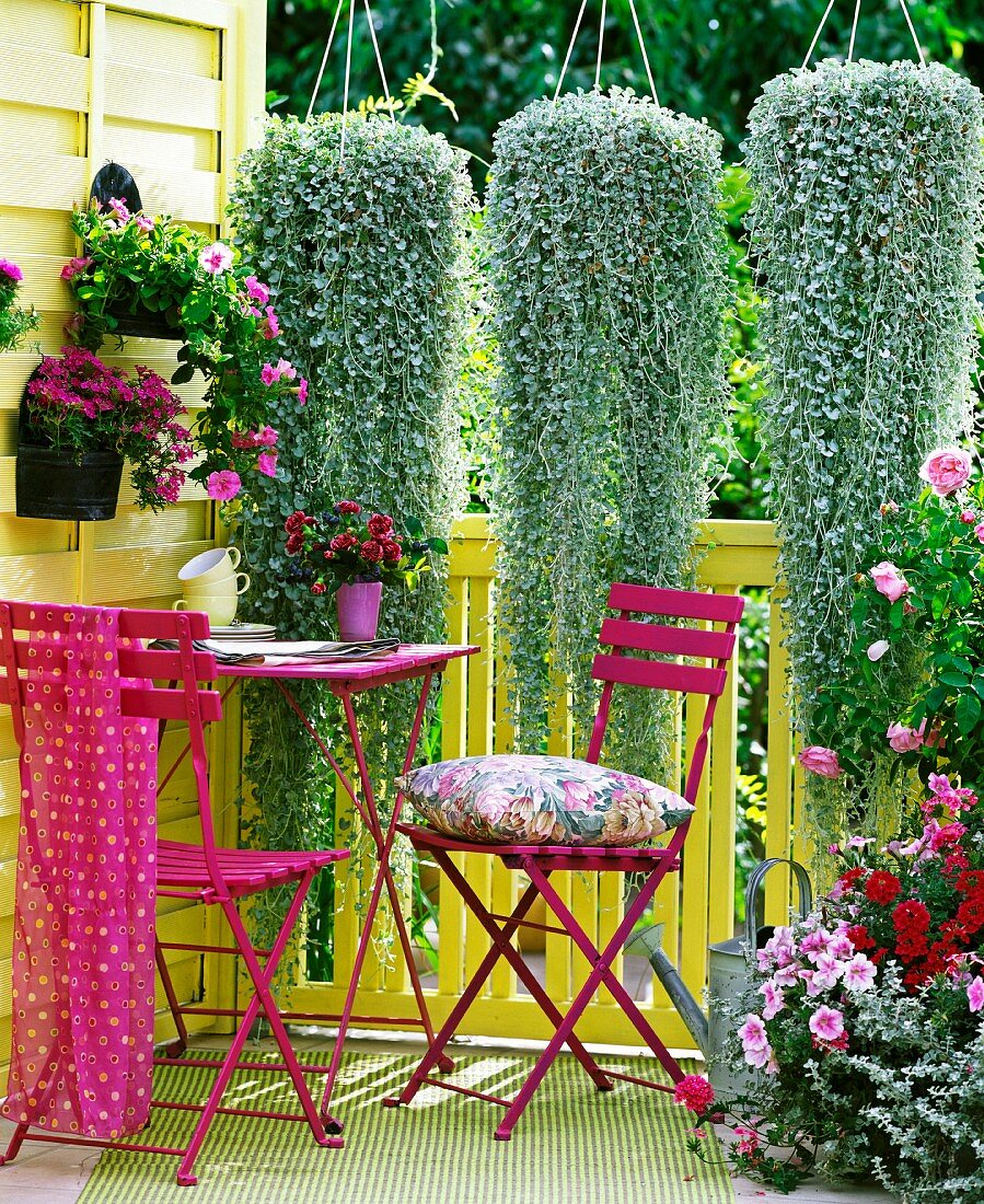 Violette Sitzgruppe auf sommerlichem Balkon; darüber kaskadenartig hängende Pflanzen, Dichondra 'Silver Falls' Petunia, Verbena, Helichrysum, Rosa 'Mary Rose' Rose
