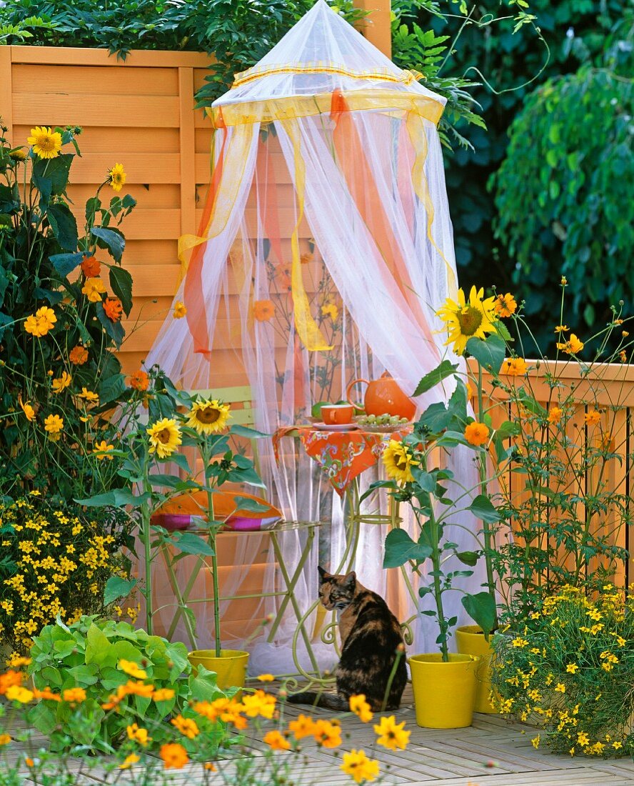 Kleiner Teetisch unter Moskitonetz auf einem Balkon mit Sonnenblumen