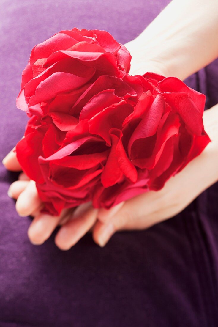 Rose petals arranged in the shape of a heart held in a woman's hands