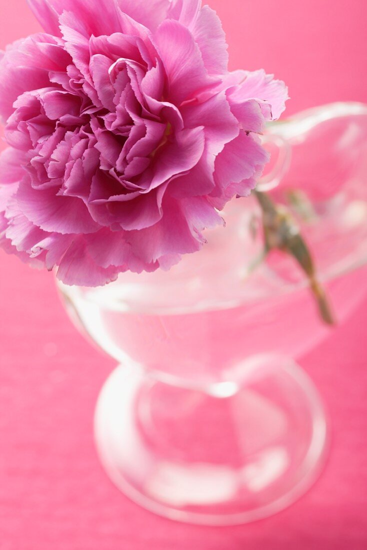 Vase mit pinker Pfingstrose