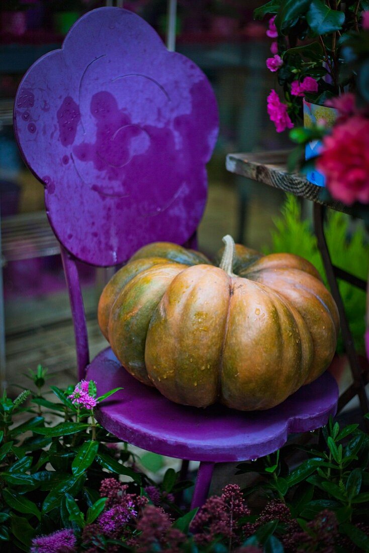 Ein Muskatkürbis auf einem lila Gartenstuhl