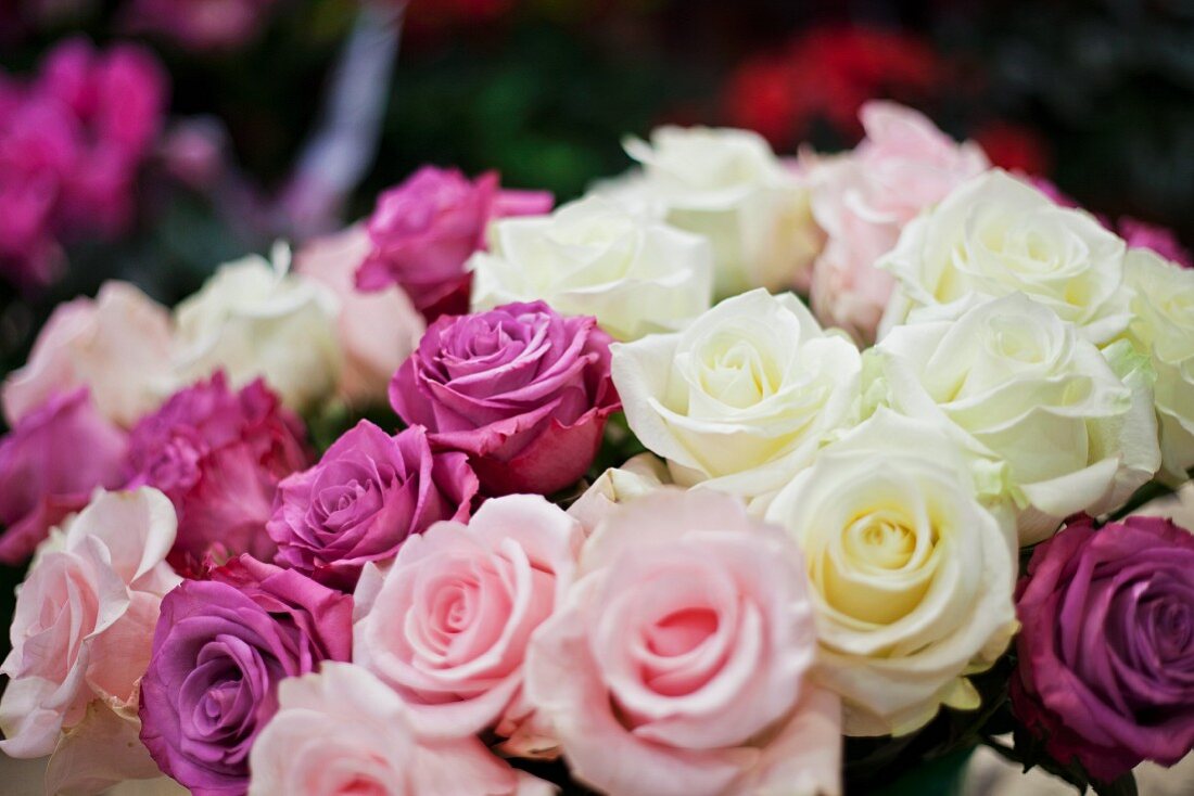 Bouquet of white, lilac and pink roses