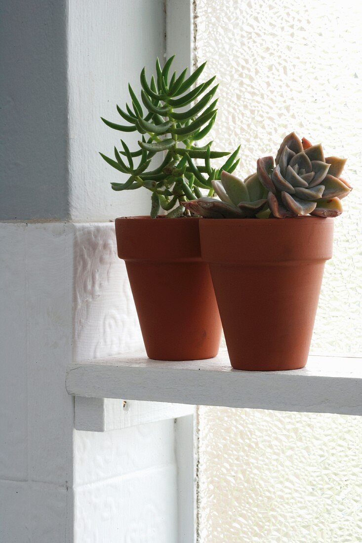 Succulents in two plant pots on white shelf in front of bathroom window