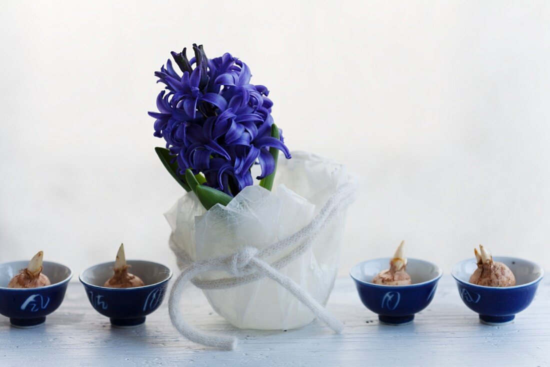 Hyacinth in wax bowl, crocus bulbs in small dishes