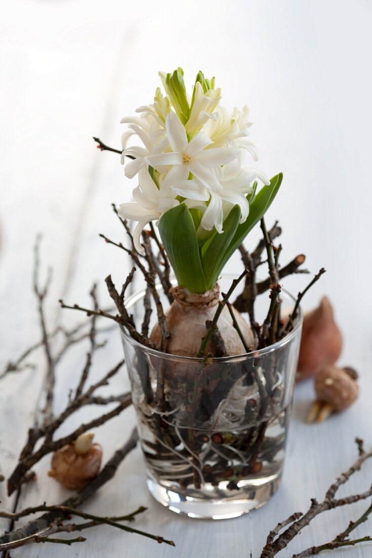 Hyazinthe mit Blumenzwiebel und kurz geschnittenen Zweigen im Wasserglas