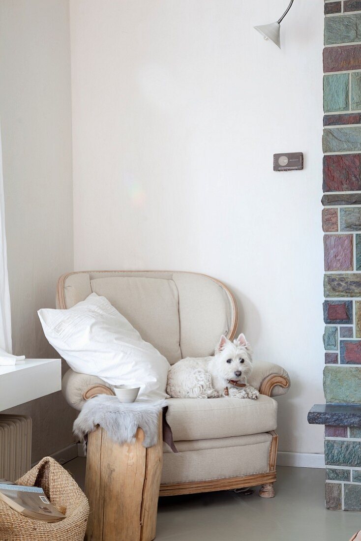 West Highland white terrier on wing-back chair in corner behind tree stump table with fur tablecloth