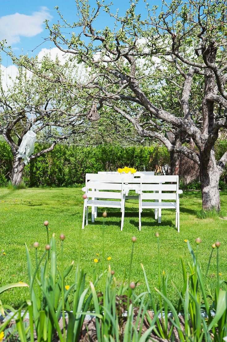 Weiß lackierte Gartenmöbel unter dem Apfelbaum