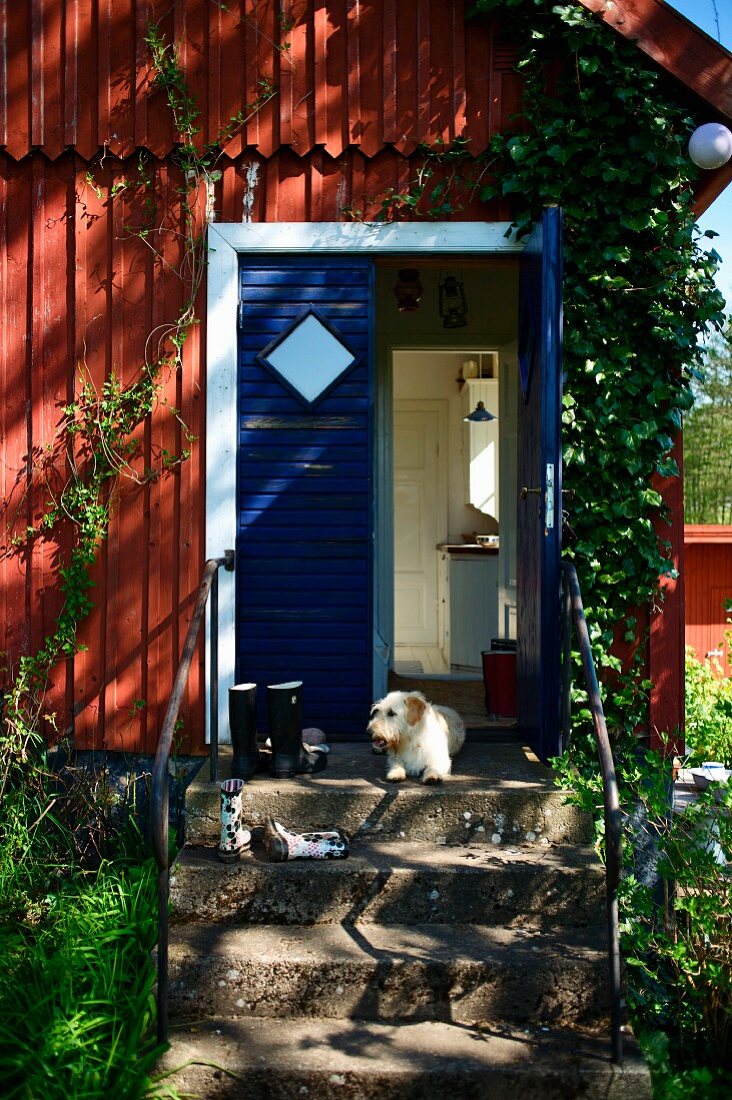Kleiner Hund auf Steintreppe vor leuchtend blauer Haustür eines Holzhauses