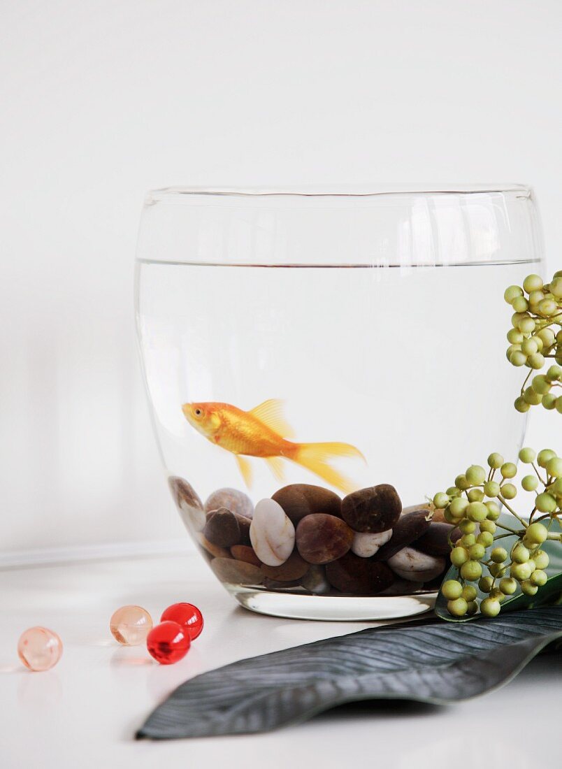 Goldfish in glass vessel with pebbles