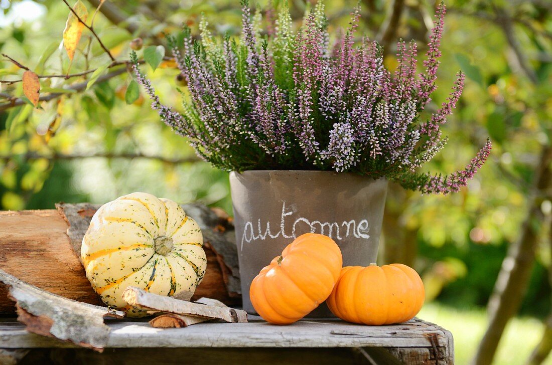 Small ornamental gourds and potted heather (alpine heather) on rustic table outside