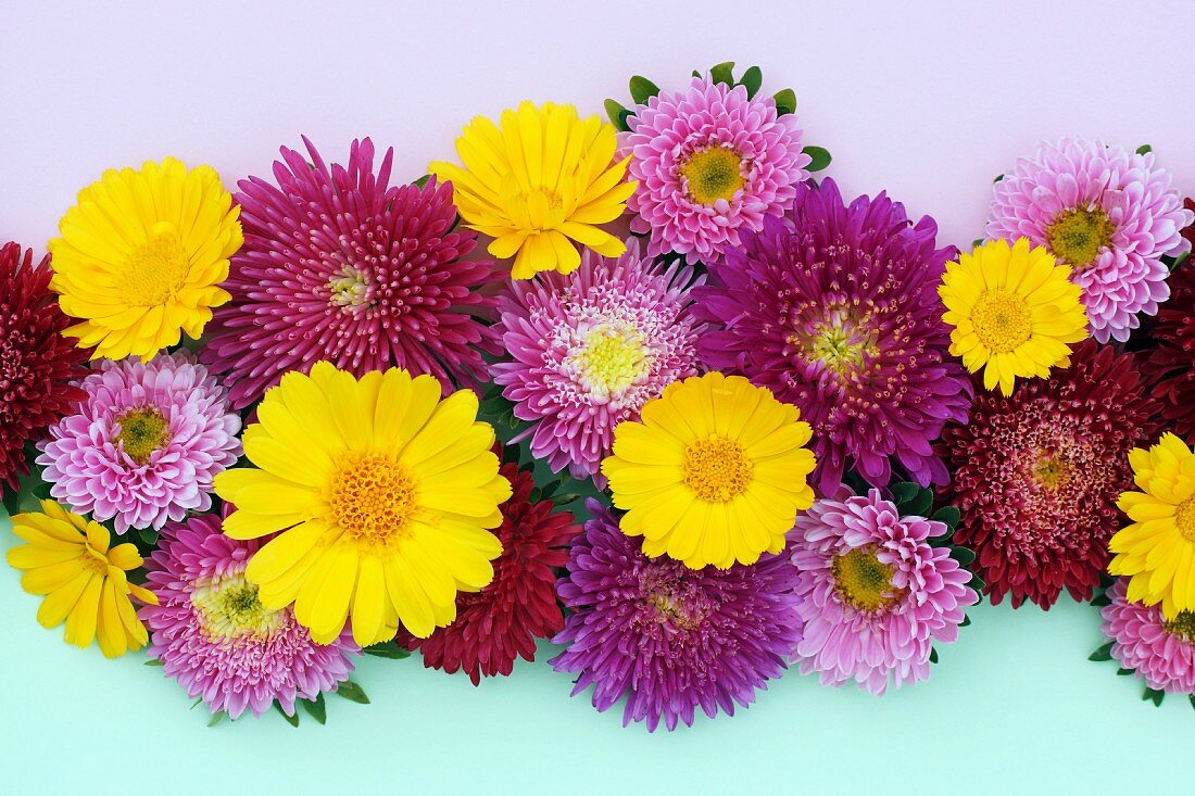 Blumenarrangement mit gelben Ringelblumen und roten und pinkfarbenen Astern