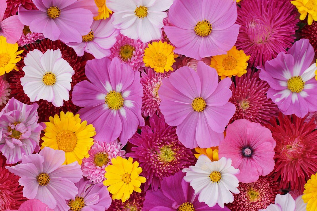 Bunter Blumenteppich in den Farben Pink, Weiß, Gelb und Rot aus Ringelblumen, Cosmeablüten und Dahlien