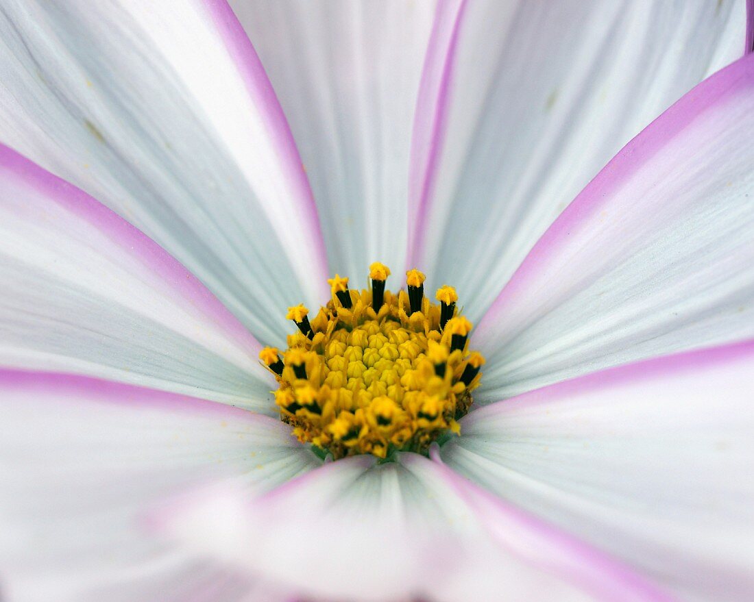 Pink and pale blue cosmea flower with yellow stamens (detail)
