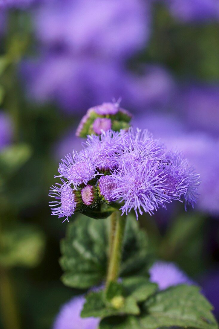 Blue flossflower in garden (close-up)