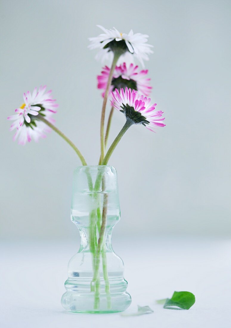 Daisies in glass vase