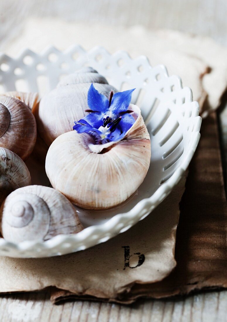 Schneckenhäuser mit Borretschblüten in Porzellanschale