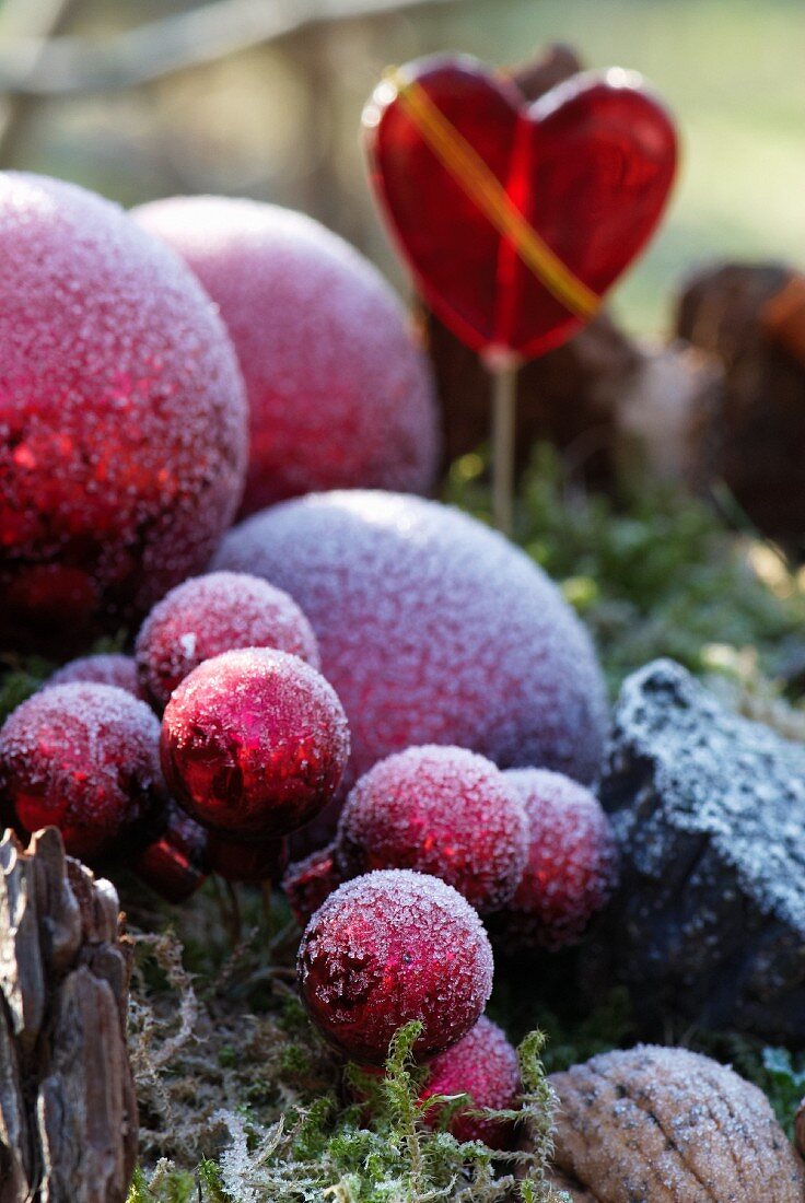 Red baubles covered with hoarfrost in wintery garden arrangement of dried lemons, cinnamon, fir cones, walnuts and moss with red glass heart