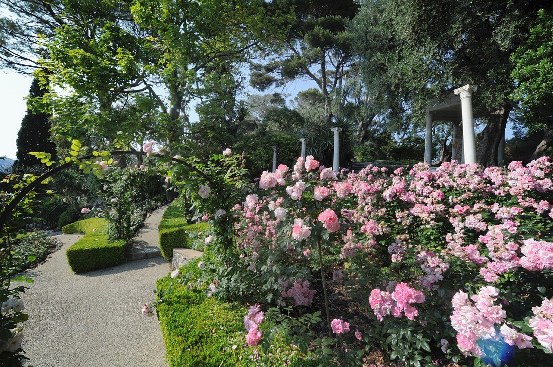 Rosenbogen und prächtig blühender Rosenstrauch in Gartenanlage mit in Form geschnittenen Hecken und klaren Gartenwegen