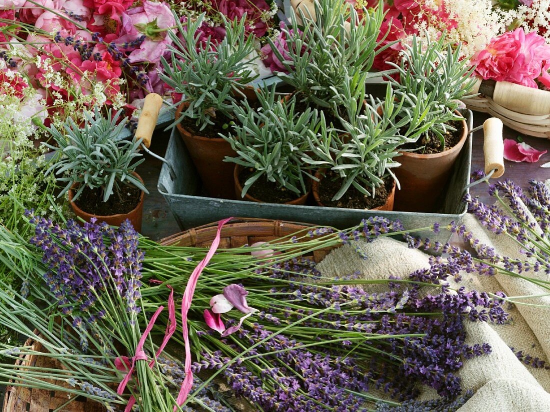 Blühender Lavendel und Töpfe mit Lavendelpflanzen