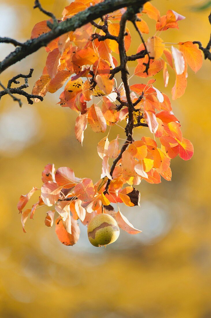 Zweig eines Birnbaums mit herbstlich verfärbten Blättern und einer Birne