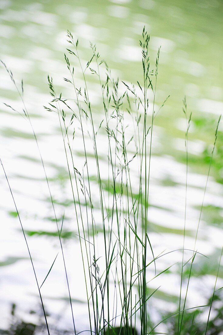 Delicate grasses on shore of lake