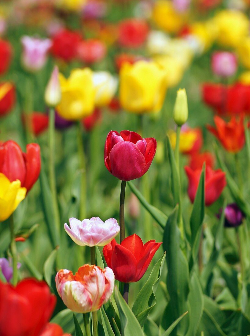 Field of colourful tulips