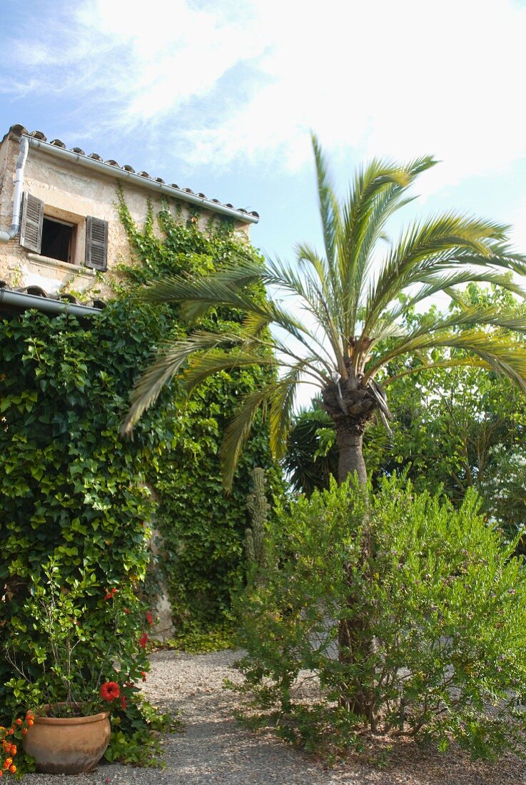 Palme in mediterranem Garten und beranktes Wohnhaus