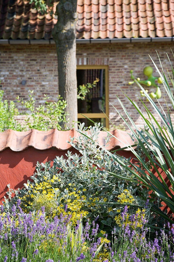 Purple and yellow flowers in front of red-brown low wall and brick house