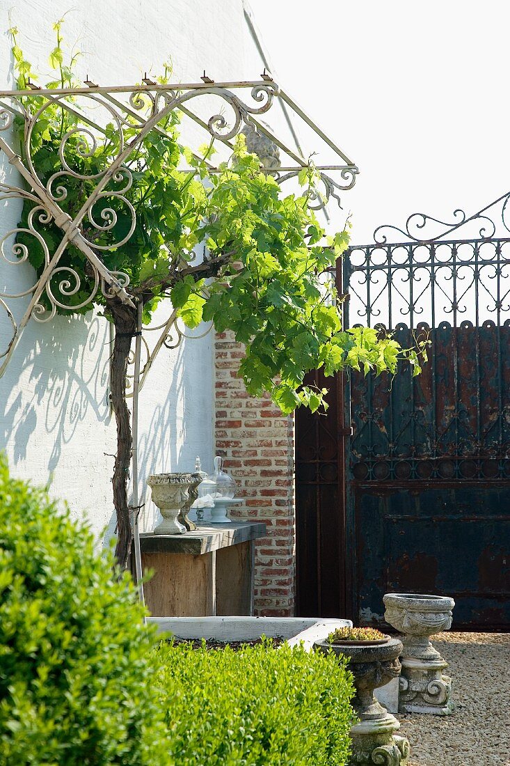 Rusty iron gate with pretty wrought iron trellis in foreground