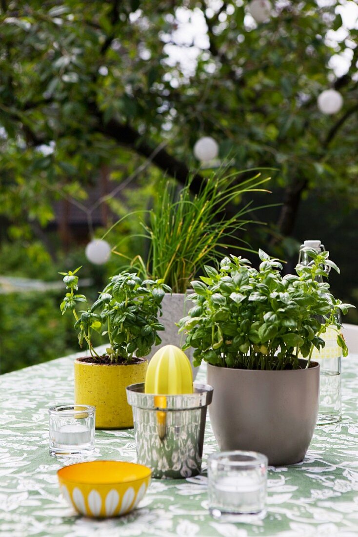 Küchenutensilien und Basilikumtöpfe auf Tisch im Freien