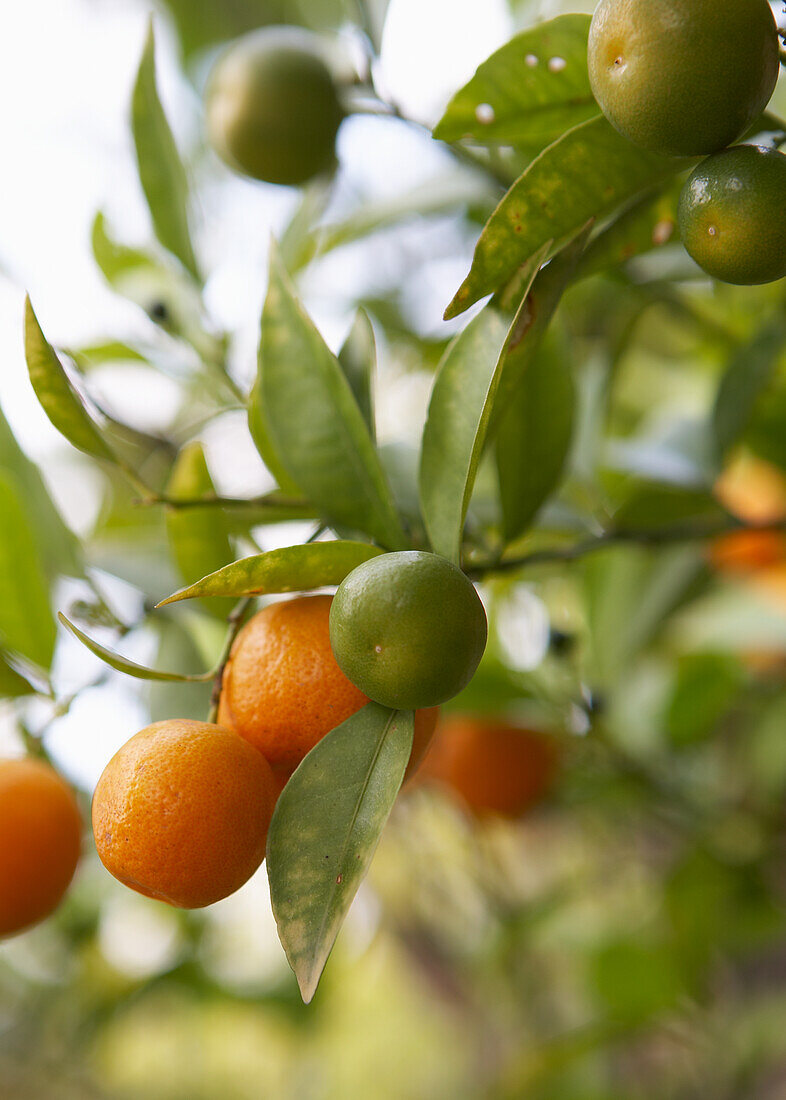 Mandarinenbaum mit reifen und unreifen Früchten