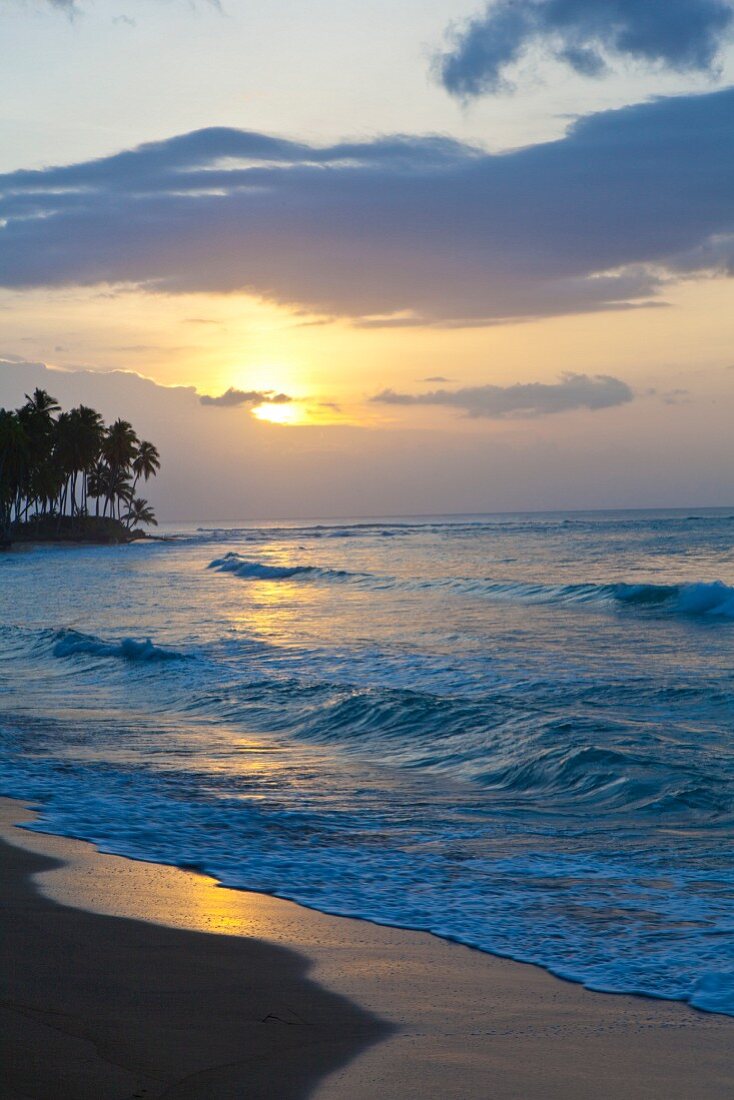 Waves on palm-lined beach at sunset